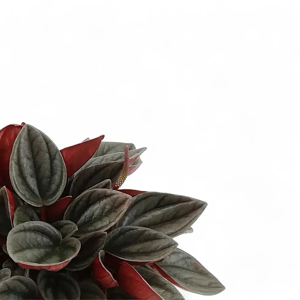 Peperomia 'Santorini'