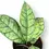 Thumbnail: Hoya callistophylla