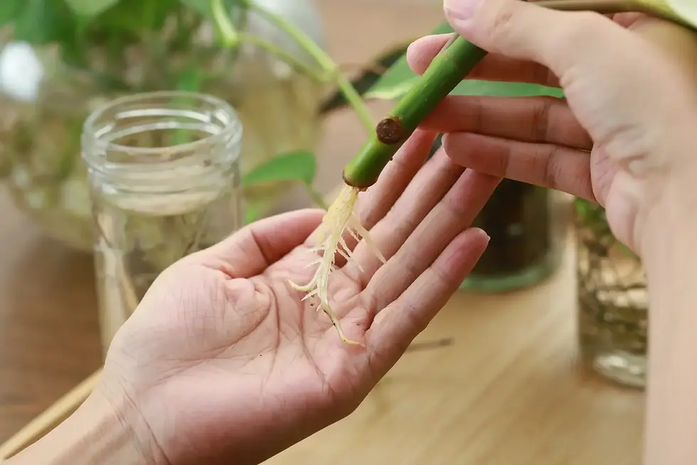 Close-up of hand holding a plant cutting with freshly developed white water roots.
