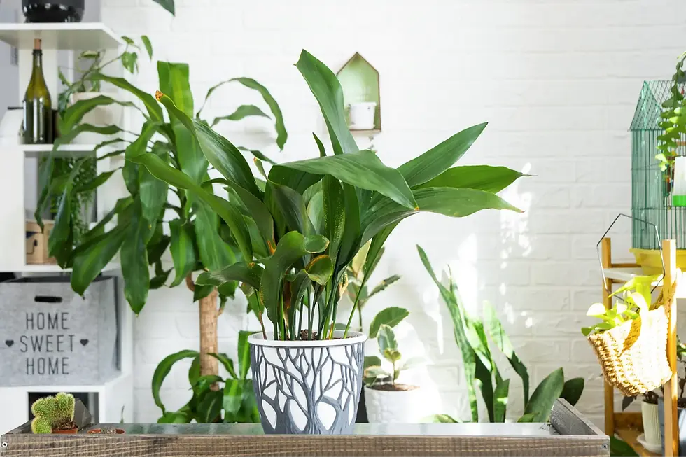Zimmerpflanze Aspidistra elatior als Topfpflanze in einer gemütlichen Wohnung.