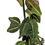 Miniaturbild: Passiflora boenderi