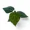 Miniaturbild: Anthurium magnificum × luxurians