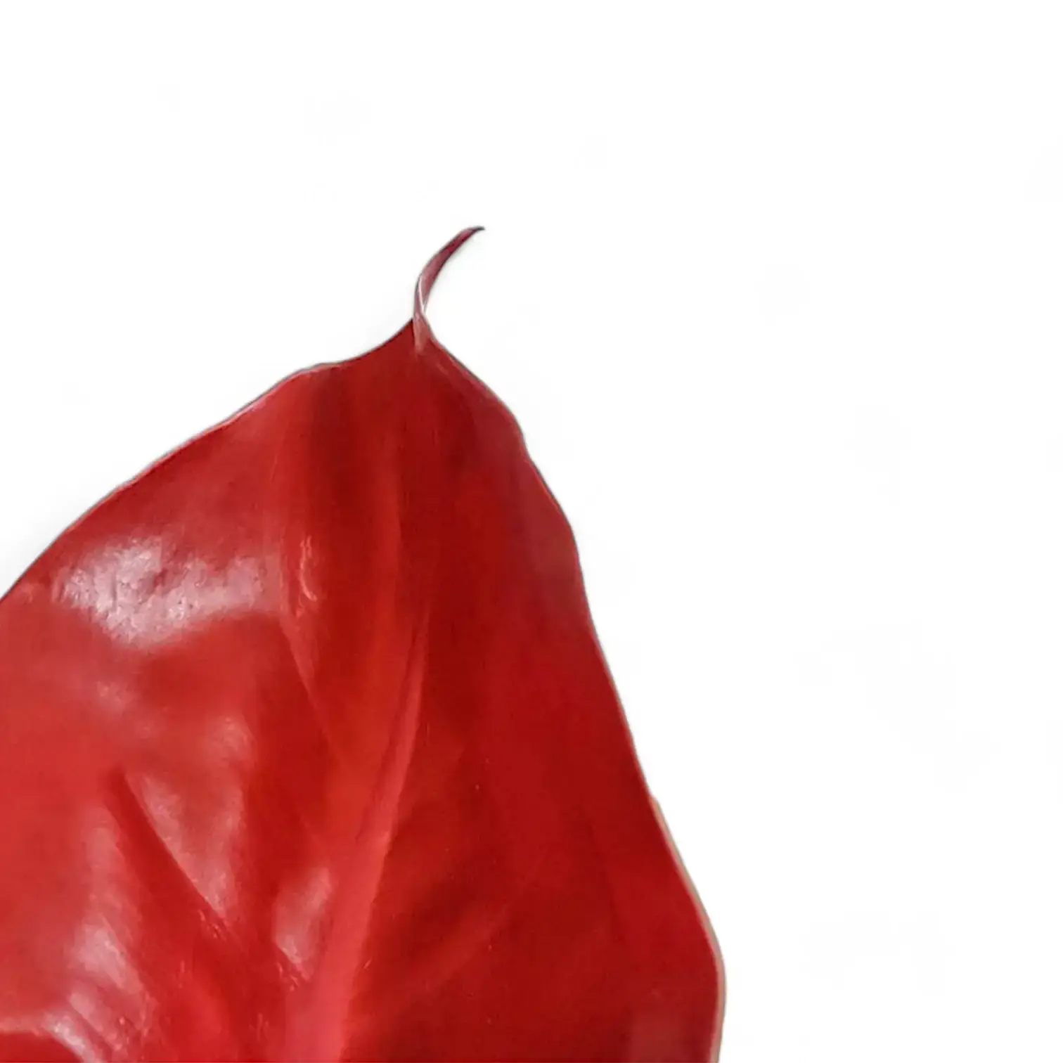 Philodendron Cherry red