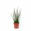 Thumbnail: Dracaena (Sansevieria) bacularis 'Fernwood Mikado'