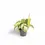 Miniaturbild: Ctenanthe lubbersiana  'Golden Mosaic'