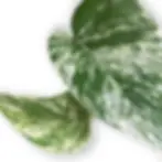 Epipremnum aureum 'Marble queen'