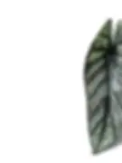 Alocasia Dragon Wings leaf, elongated and partially bullate.