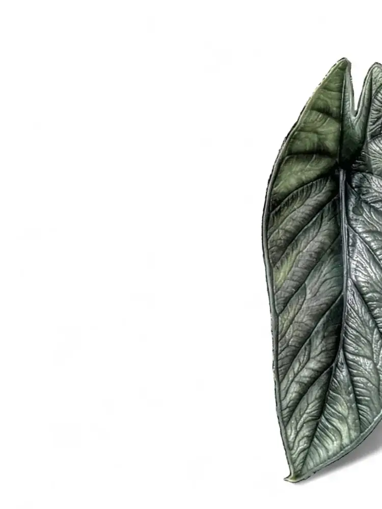 Alocasia Dragon Wings leaf, elongated and partially bullate.