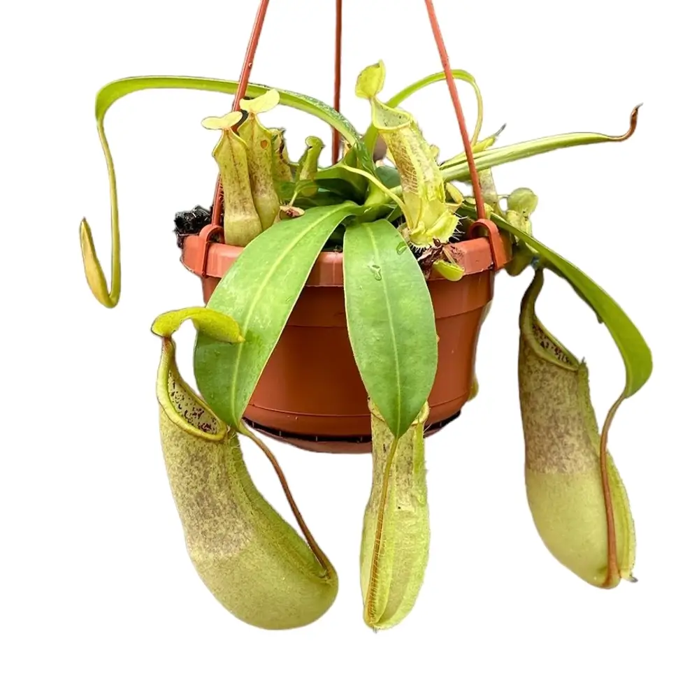 Nepenthes 'Louisa' aka 'Loes' pitcher plant