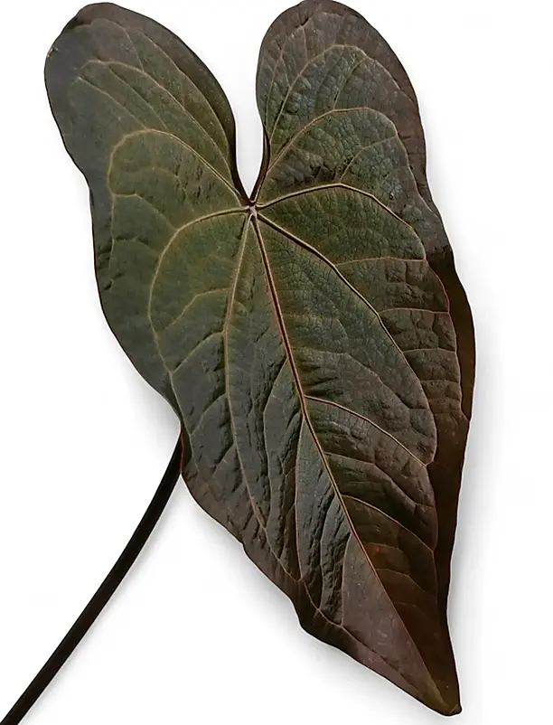 Dark emergent Anthurium leaf