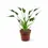 Thumbnail: Alocasia 'Tiny Dancers'