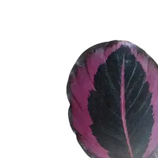 Kräftig rote und tiefgrüne Blätter von Calathea roseopicta ‘Red Mojo’.