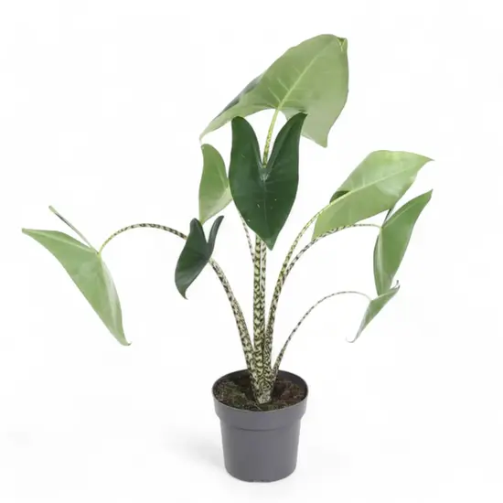 A potted Alocasia Zebrina showcasing its signature zebra-striped stems and large, glossy green leaves.