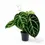 Thumbnail: Anthurium crystallinum 'Silver'