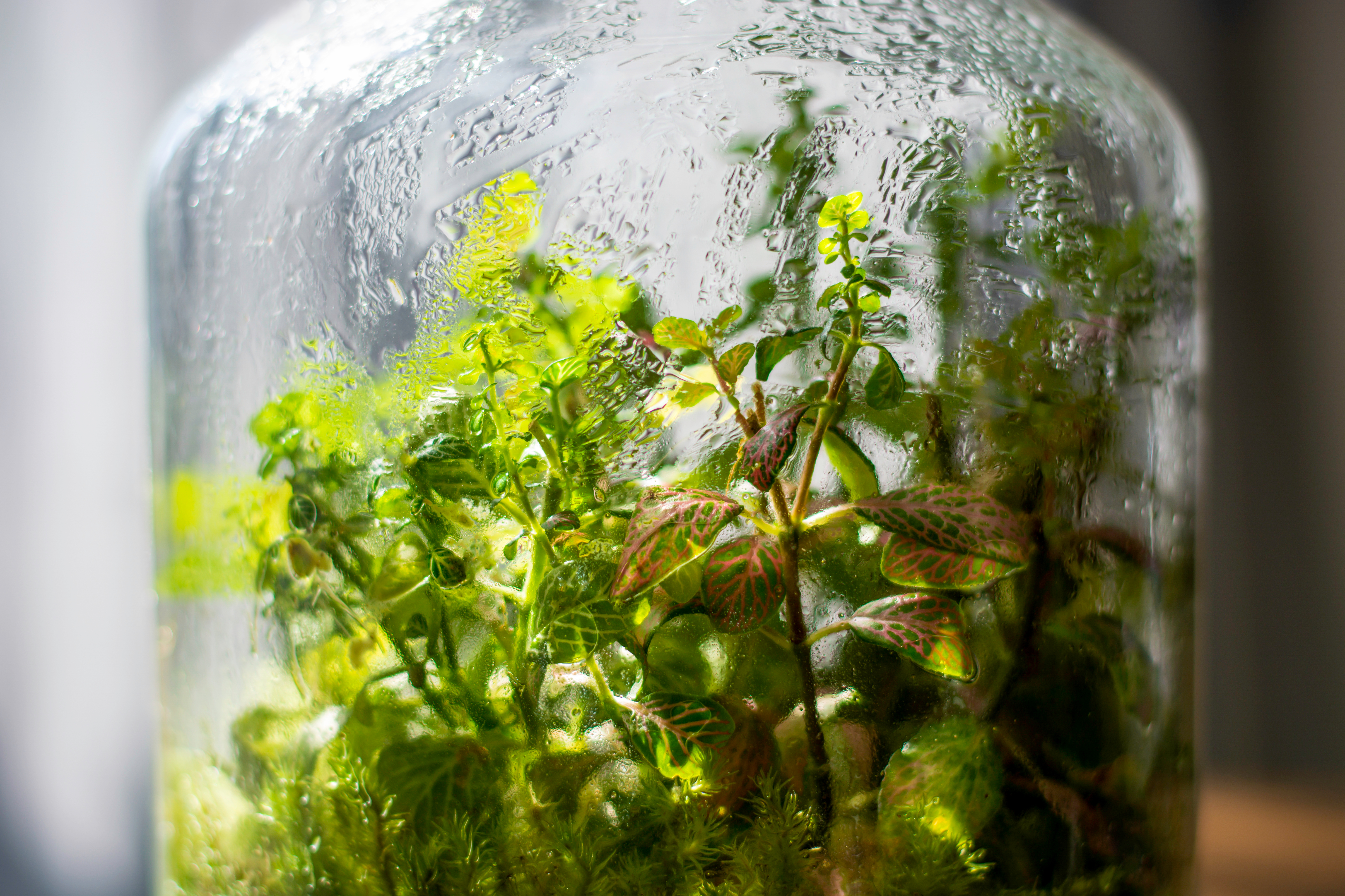 Glas-Terrarium mit Pflanzen, innen sichtbarer Kondenswasserfilm