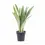 Miniaturbild: Dracaena (Sansevieria) trifasciata 'Metallica'