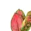 Thumbnail: Aglaonema 'Red Zircon'