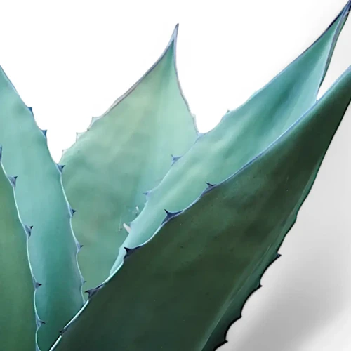 Agave salmiana ferox – Bold Spines and Sculptural Leaf Form