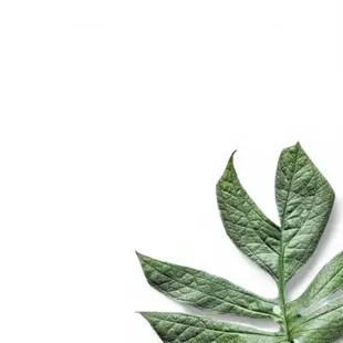 Langgestreckte, silbergrüne, fenestrierte Blätter von Amydrium medium ‘Silver’.
