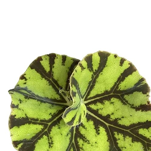 Begonia rex 'Zumba' buy online at Foliage Factory