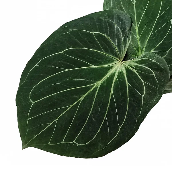 Anthurium 'King of Spades' (Anthurium 'HU') rare houseplants