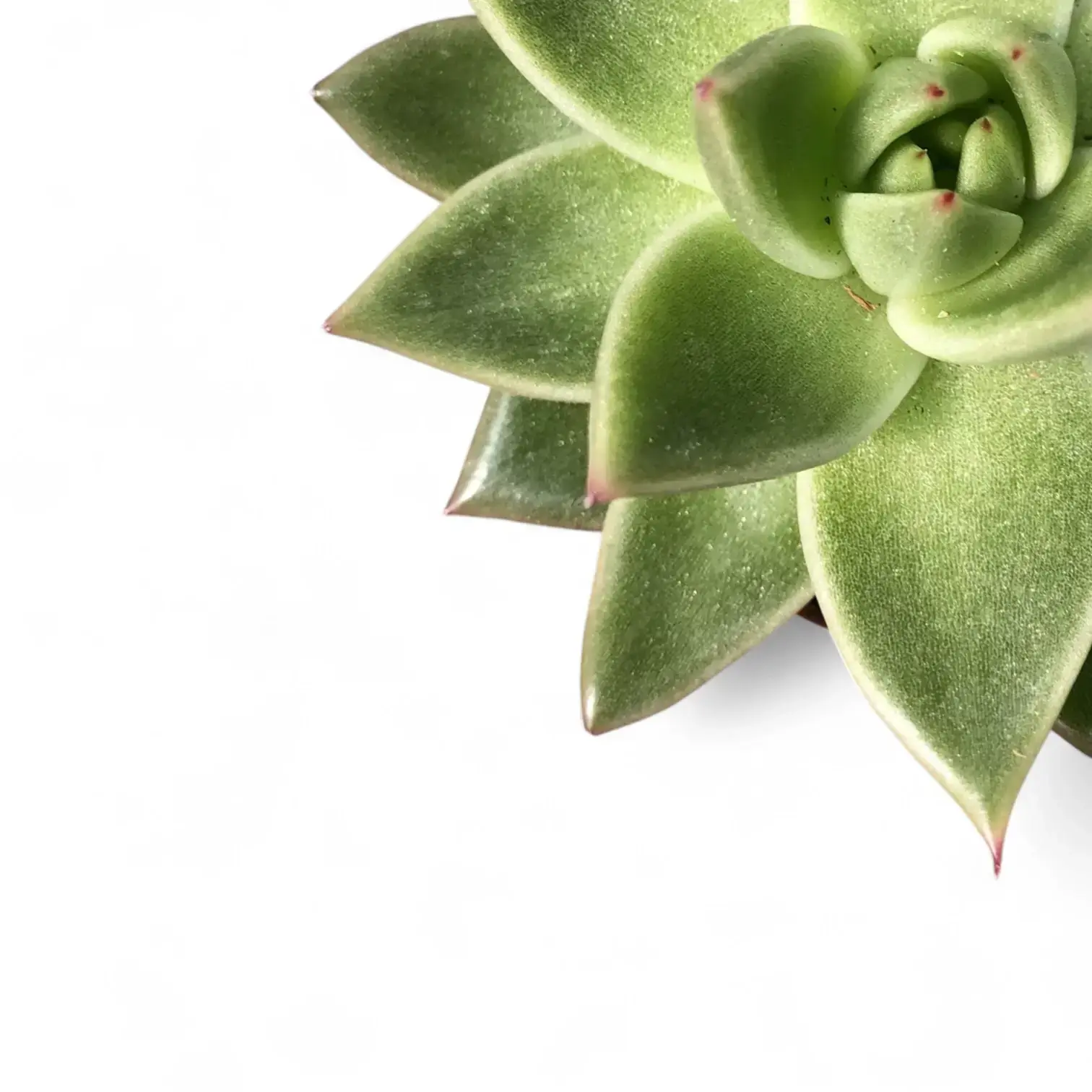 Echeveria agavoides 'Miranda'