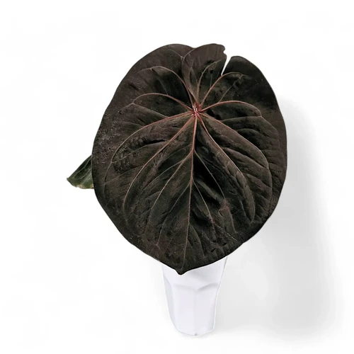 そ*う様 anthurium king of spades HU Anthurium-King-of-Spades-HU-