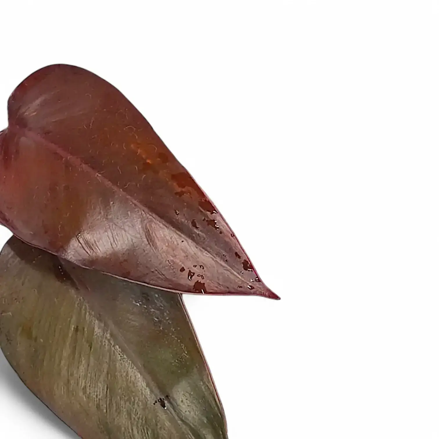 Philodendron x mandaianum 'Ruby'