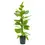 Miniaturbild: Ficus altissima 'Yellow Gem'