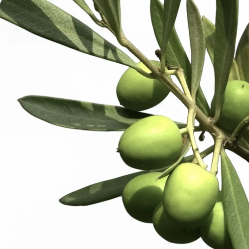 European Olive Tree, Olea europaea Evergreen, Drought-Tolerant