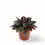 Thumbnail: Peperomia 'Santorini'