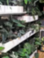 Several shelves filled with healthy tropical plants including Alocasia, Anthurium, and Philodendron in self-watering pots.