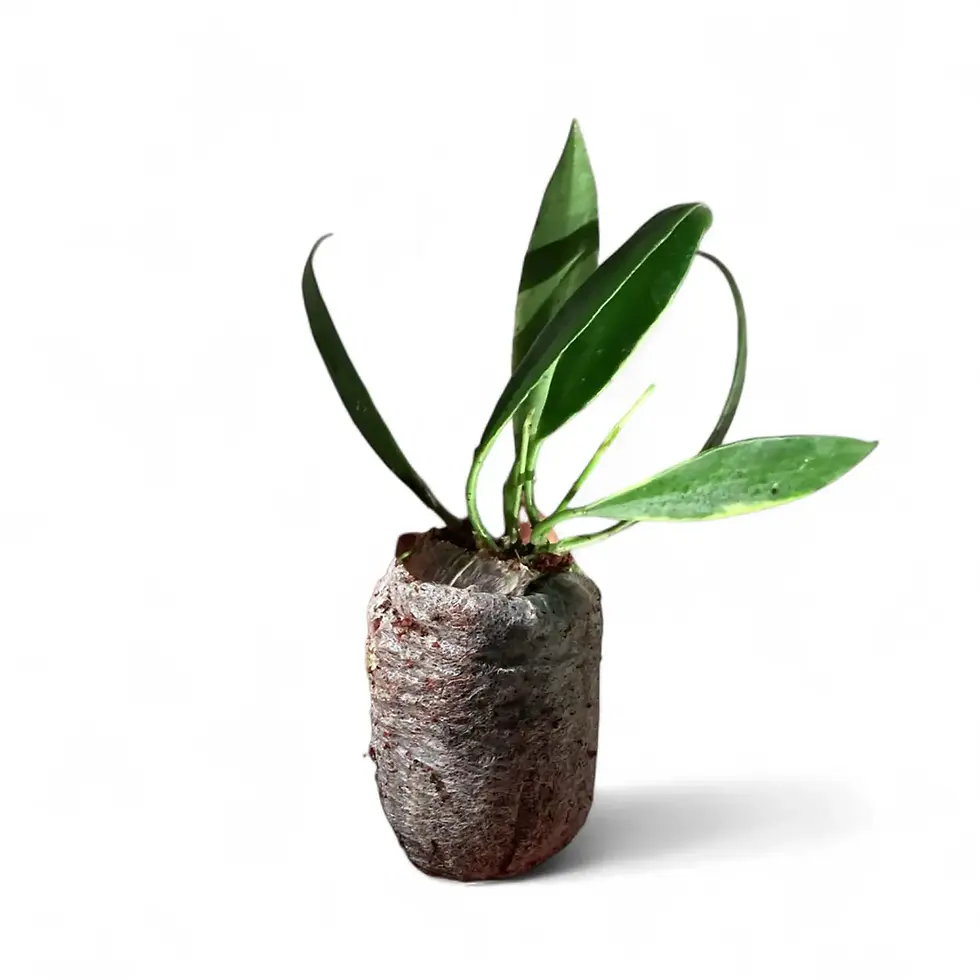 Hoya tsangii outer variegated