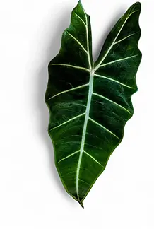 Alocasia micholitziana 'Green Velvet'