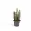 Thumbnail: Cereus forbesii