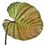Thumbnail: Philodendron 'El Choco red' (Philodendron rubrijuvenile)