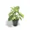 Thumbnail: Syngonium podophyllum 'Aureum'