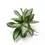Thumbnail: Aglaonema 'Diamond Bay'