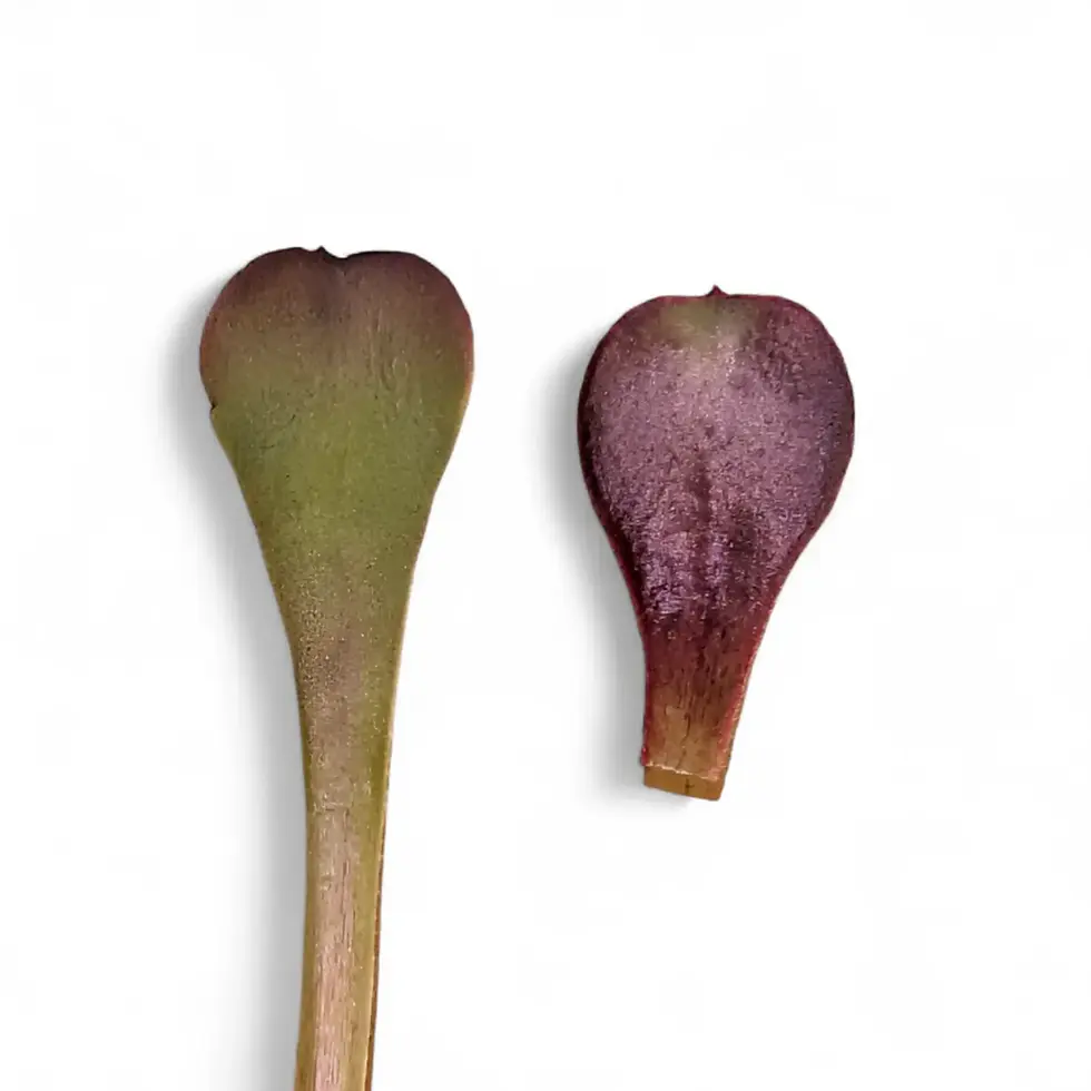 Zwei Aeonium-Blätter nebeneinander: eines blassgrün mit roten Spitzen, das andere vollständig burgunderrot.