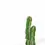 Thumbnail: Euphorbia avasmontana