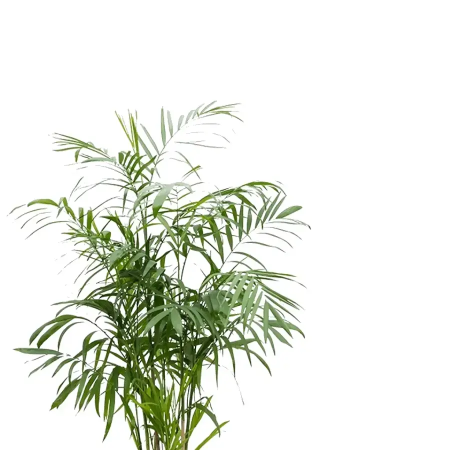 Chamaedorea seifrizii