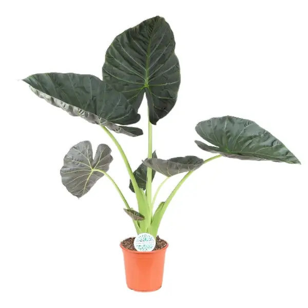 Alocasia 'Regal Shields' Zimmerpflanze