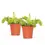 Miniaturbild: Dionaea muscipula