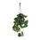 Thumbnail: Scindapsus pictus 'Argyraeus'