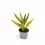 Thumbnail: Codiaeum variegatum 'Sunny Star'