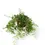 Thumbnail: Aeschynanthus 'Japhrolepis'