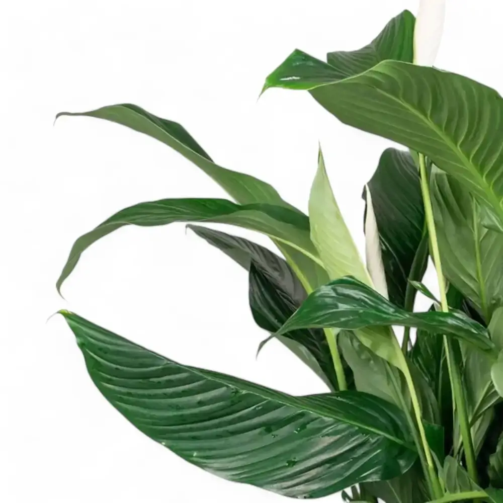 Spathiphyllum ‘Sweet Silvana’ with upright clumping habit and broad, rich-green leaves, photographed against a white background.