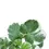 Miniaturbild: Polyscias scutellaria  'Butterfly'
