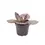 Thumbnail: Kalanchoe humilis