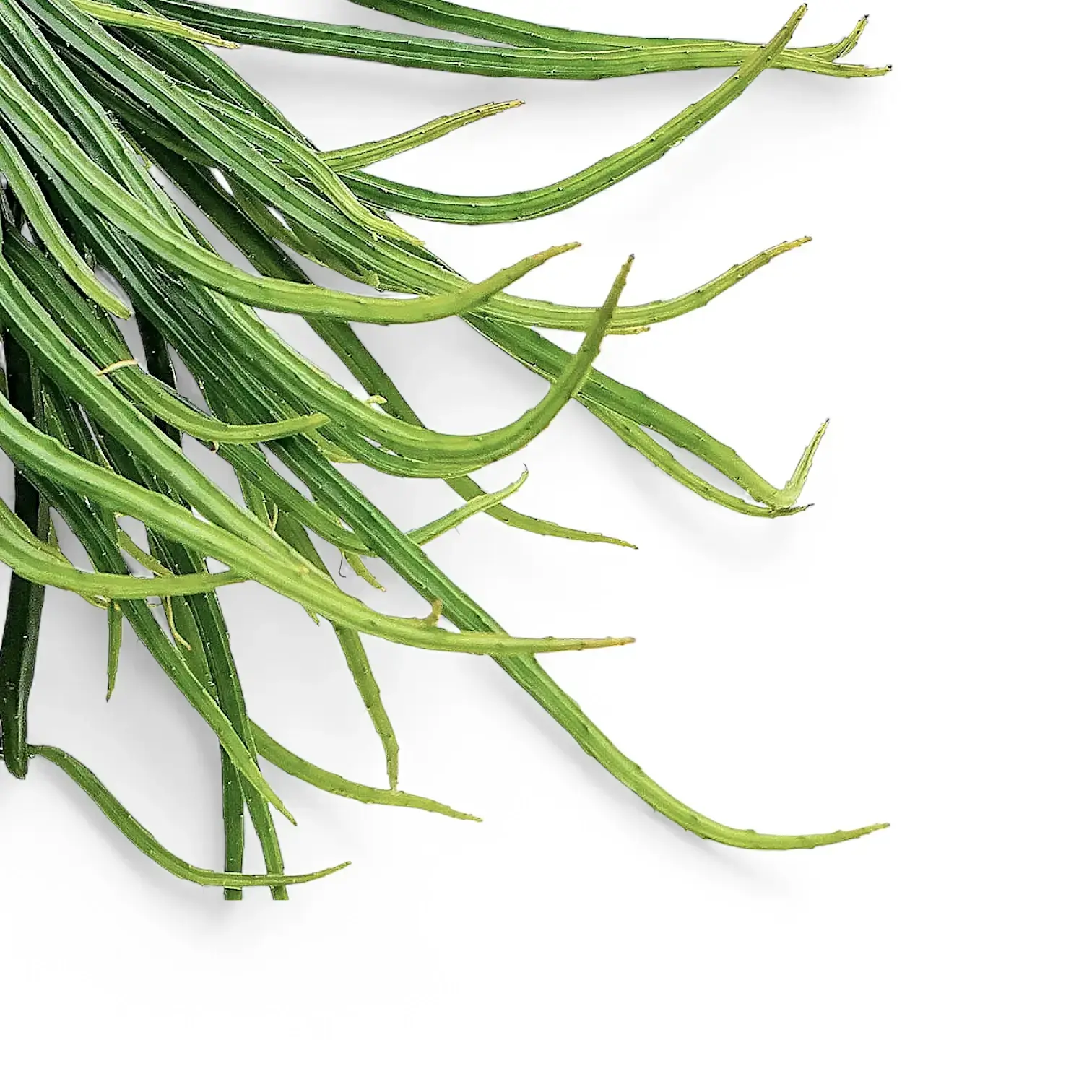 Rhipsalis micrantha f. micrantha